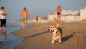 jesolo, spiagge per cani